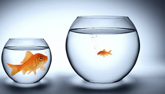 the-big-fish-small-pond-effect